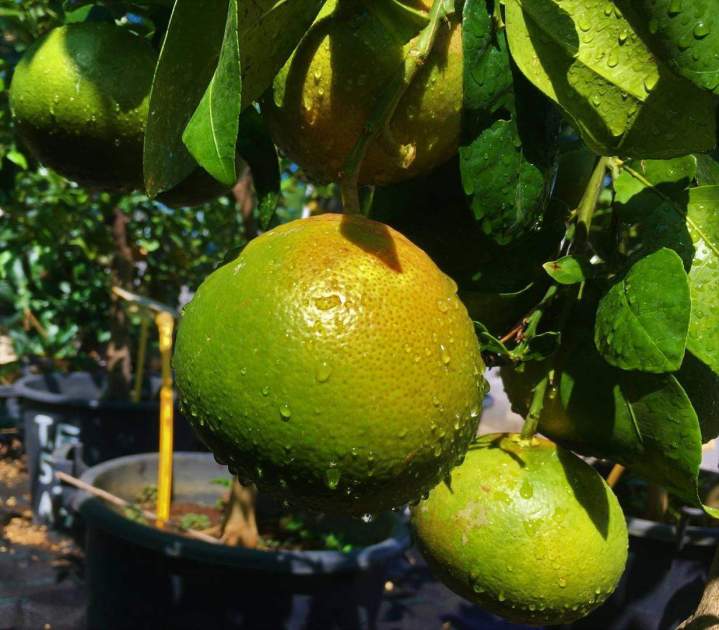 Vente de diverses agrumes La Réunion