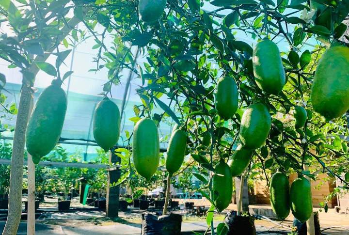 Production végétale locale La Réunion
