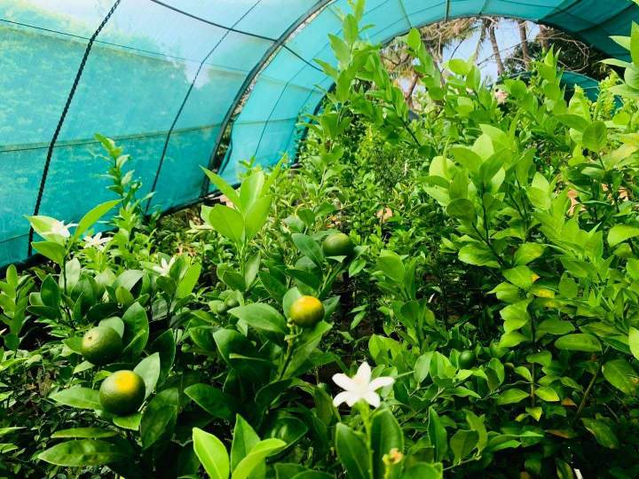 Des cultures réussies La Réunion