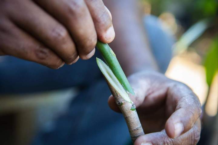 Maîtrise de la technique de greffage La Réunion