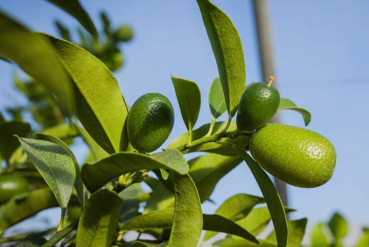 Limequats La Réunion