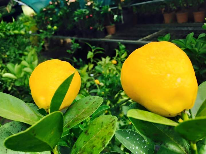 Kumquat poire La Réunion