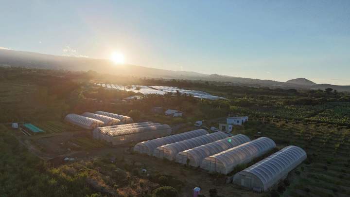 Serre pépinière Tailame La Réunion
