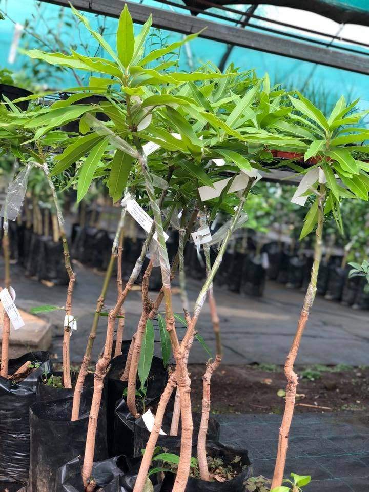 Méthode de greffage La Réunion
