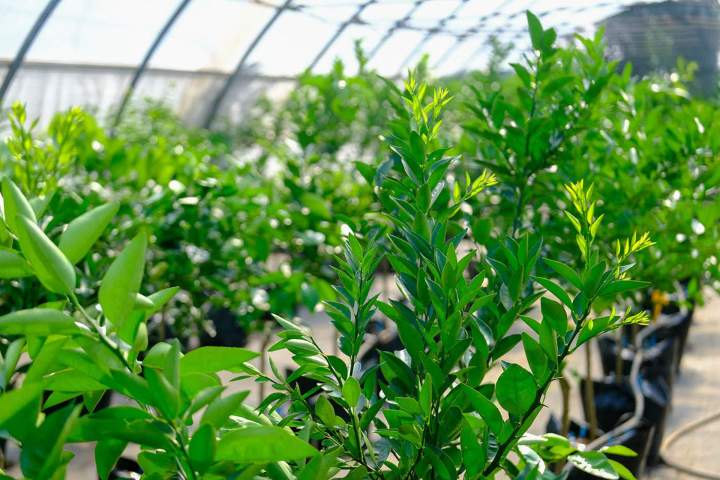 Plant d'agrumes La Réunion