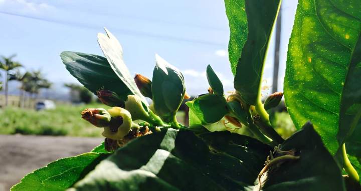 Fleurs de plant d'agrumes La Réunion