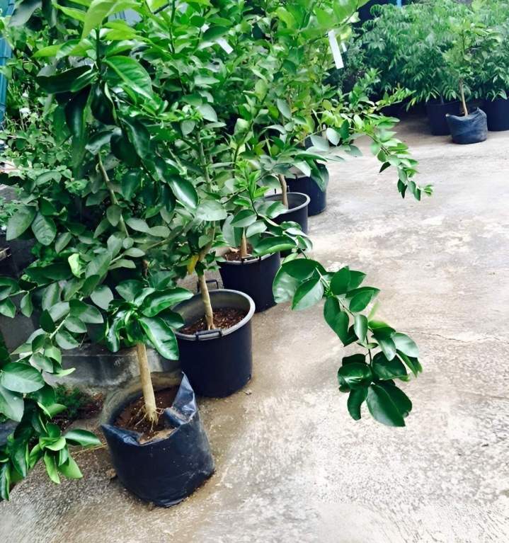 Vente de plants d'agrumes La Réunion