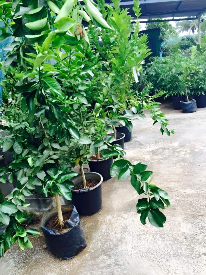 Jeunes plants d'agrumes en pot La Réunion