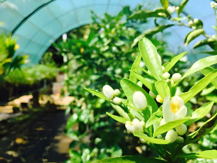 Fleurs d'agrumes La Réunion