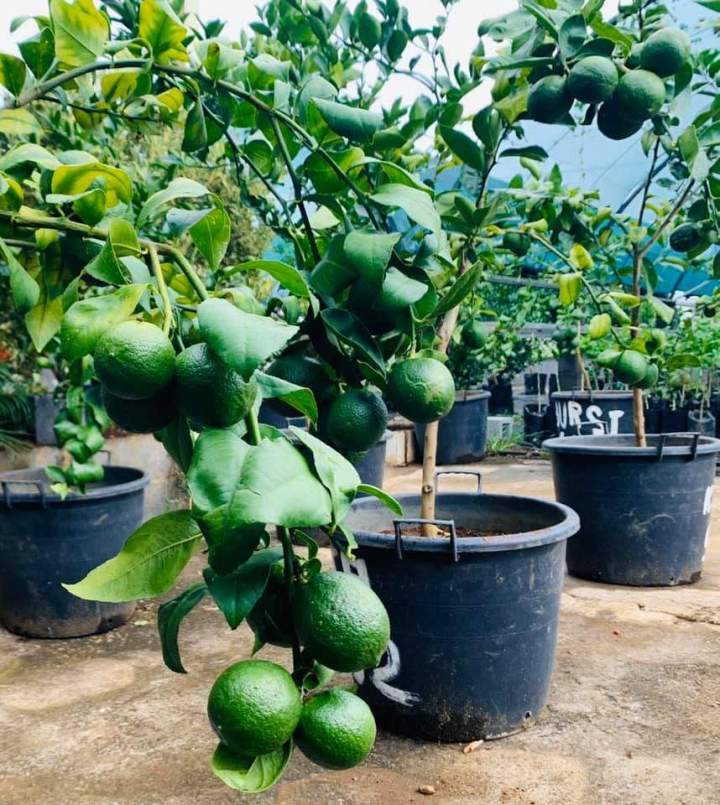 Arbres fruitiers de qualité La Réunion