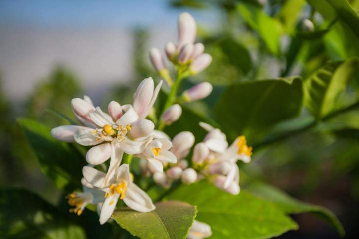Fleurs d'agrumes La Réunion