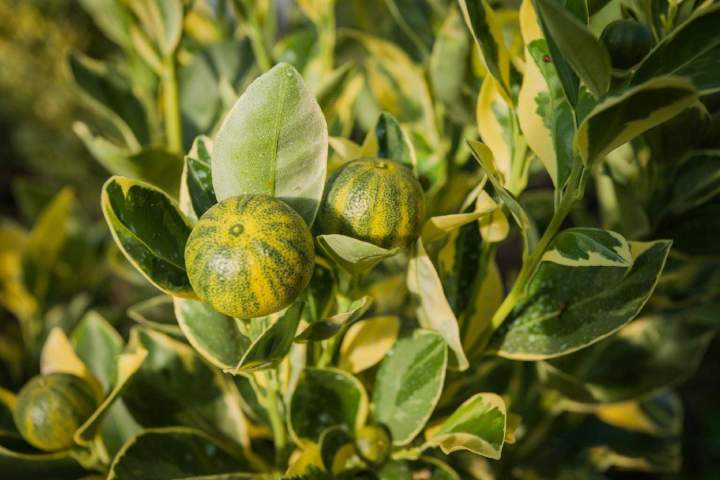 Kumquat panache La Réunion