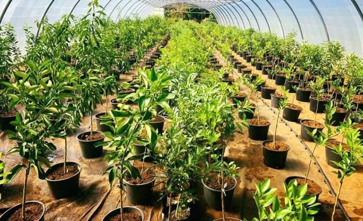 Vente de variétés de plantes La Réunion