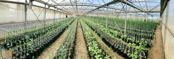 Pépinière de production La Réunion