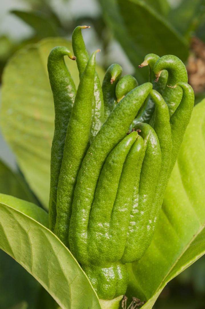 Citron Main de bouddha La Réunion