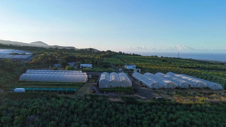 Pépinière Tailame La Réunion