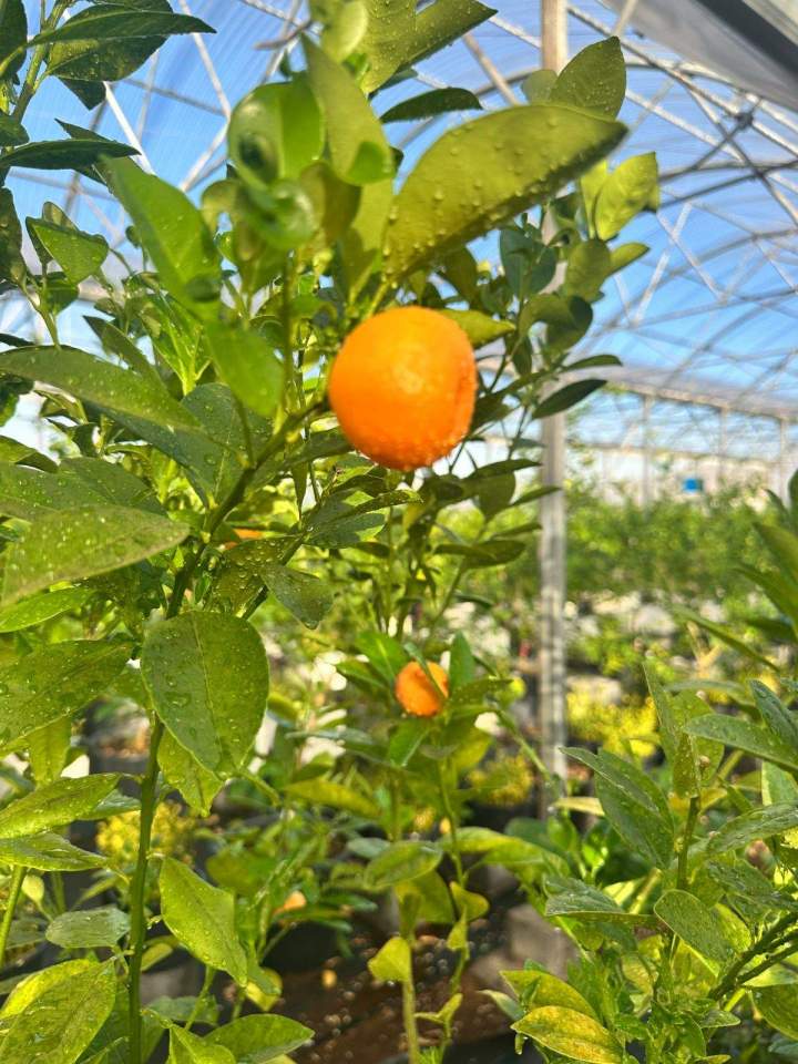 Vente d'arbres fruitiers Saint-Denis