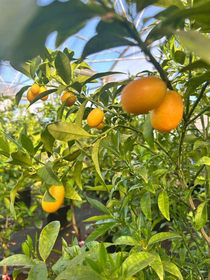 Kumquat La Réunion