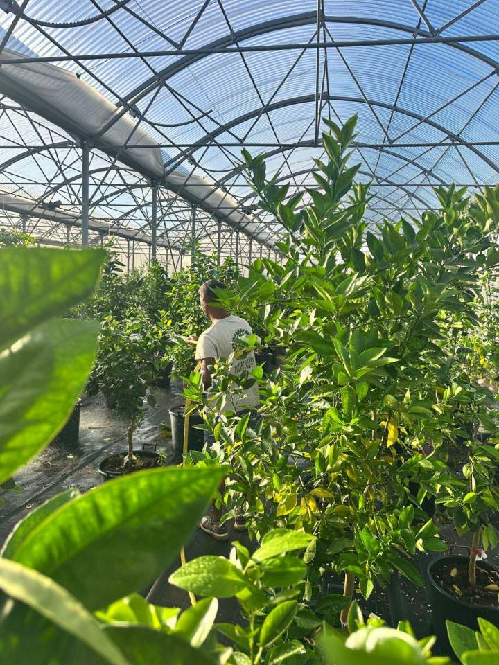 Pépinière sous serre dédiée à la culture d'agrumes en pots La Réunion