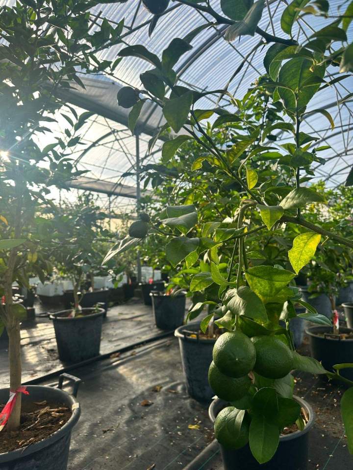 Divers plants d'agrumes La Réunion