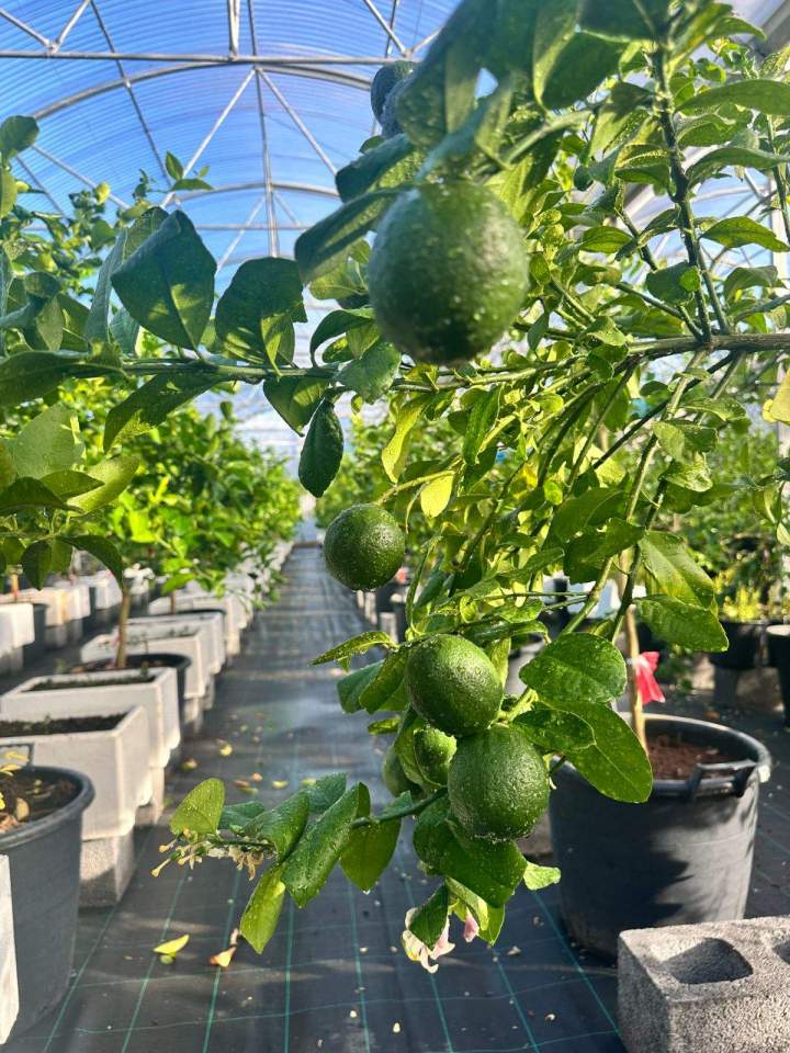 Citronnier cultivé en serre La Réunion