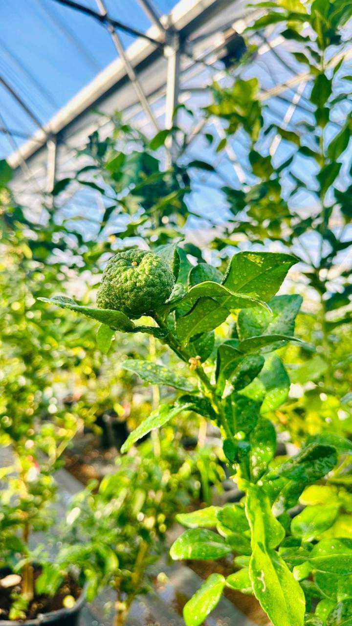 Lime Kaffir La Réunion