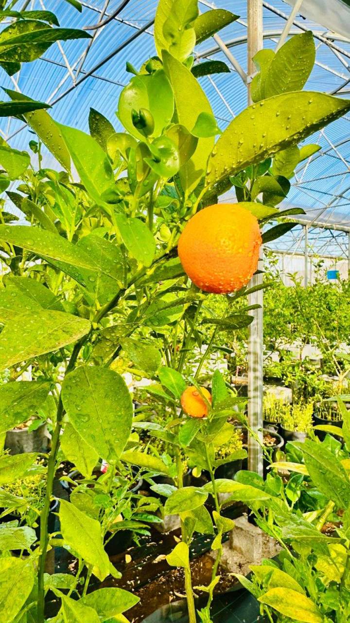 Mandarinier calamondin La Réunion