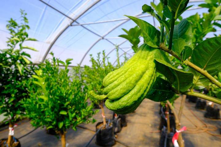 Vente de sélection d'agrumes La Réunion