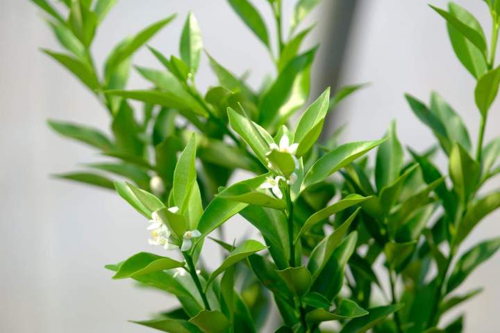 Arbuste d'agrumes en pleine floraison La Réunion