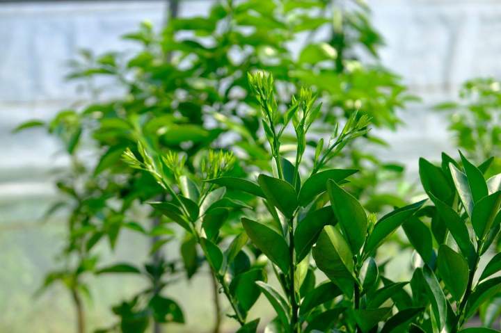 Jeunes pousses et des feuilles d'agrumes La Réunion