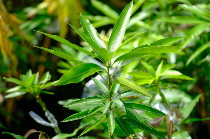 Jeune plant de manguier SCEA PEPINIERE TAILAME La Réunion