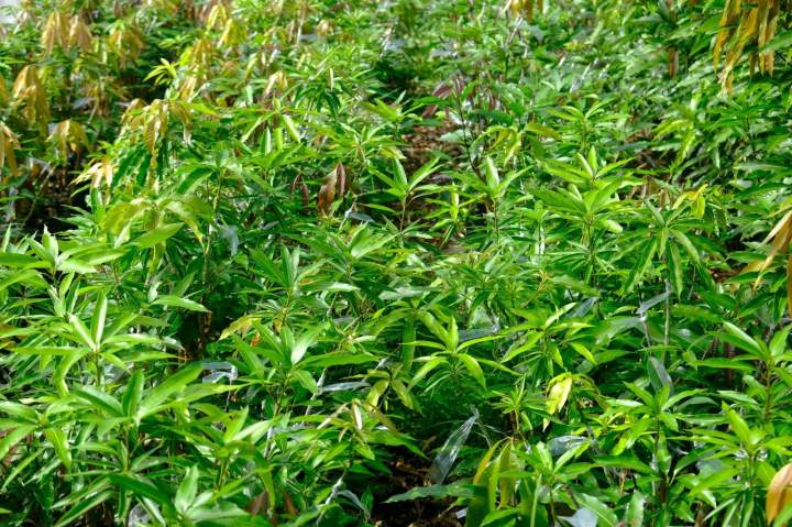Plants de manguiers SCEA PEPINIERE TAILAME La Réunion