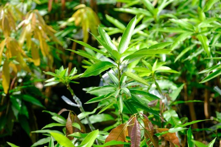 SCEA PEPINIERE TAILAME La Réunion