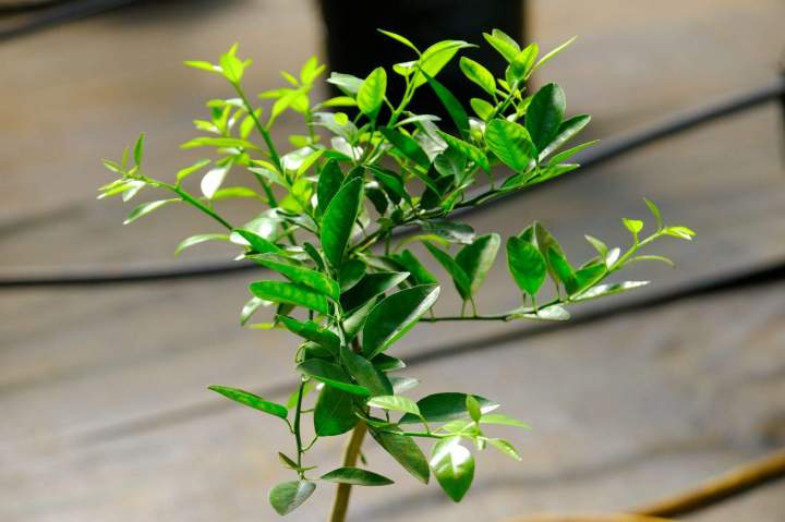 Citronnier kaffir SCEA PEPINIERE TAILAME La Réunion