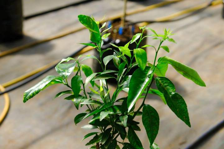 Agrume cultivé en conteneur SCEA PEPINIERE TAILAME La Réunion
