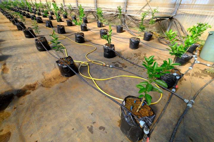 Pépinière de plants d'agrumes La Réunion