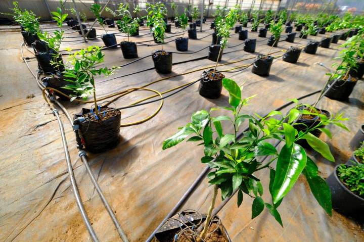 Pépinière de jeunes plants d'agrumes La Réunion