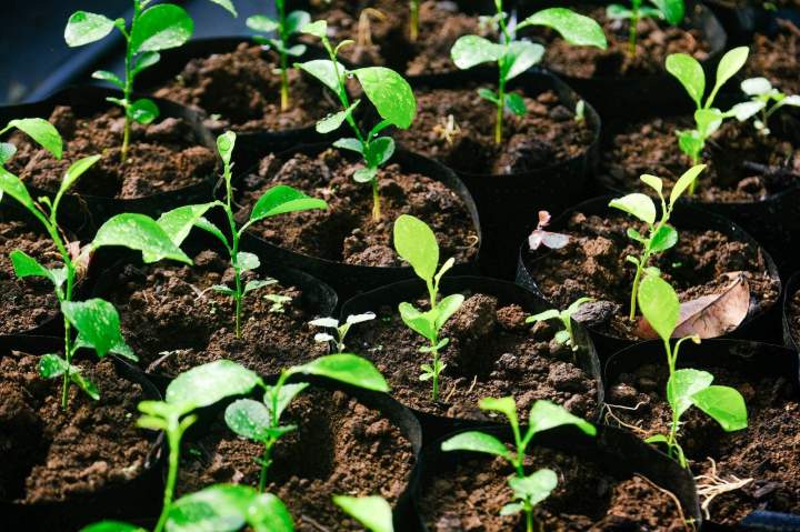 Jeunes plants d'agrumes La Réunion