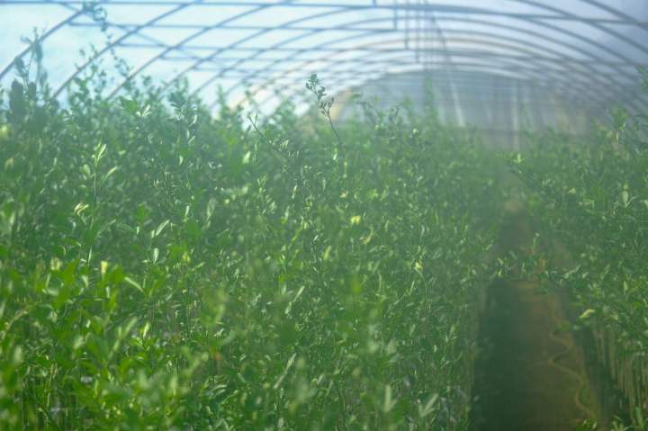 SCEA PEPINIERE TAILAME 24