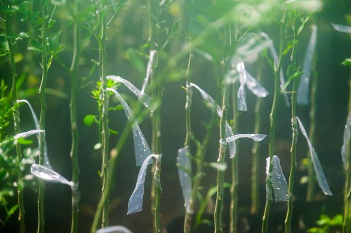 Greffage sur jeunes plants La Réunion