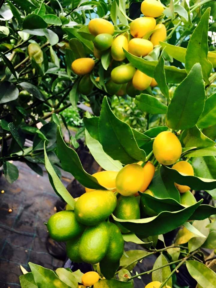 Petits agrumes de type Kumquat La Réunion