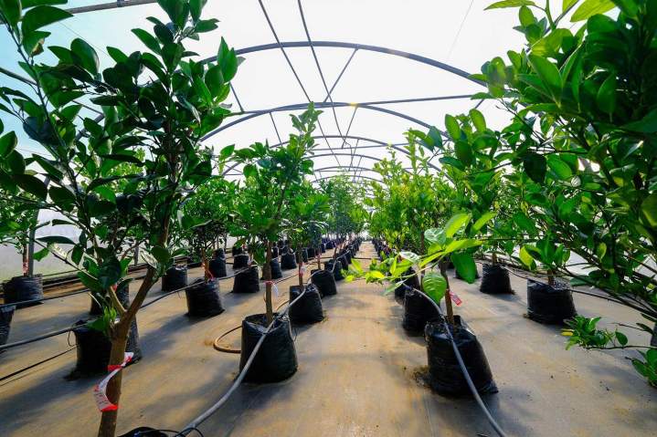 Des espèces variées et adaptées à vos jardins.