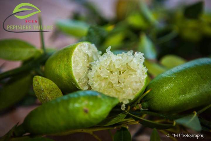 Fruit de citron caviar La Réunion