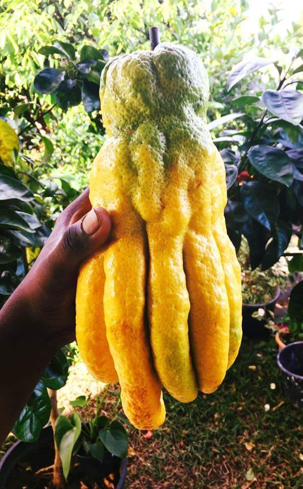 Fruit de citron main de bouddha La Réunion