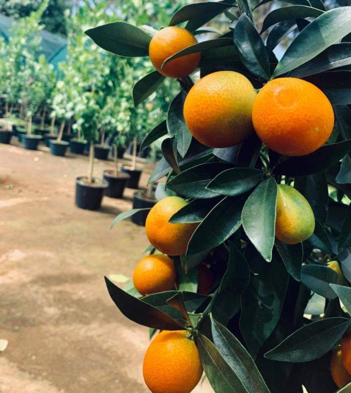 Kumquat poire La Réunion