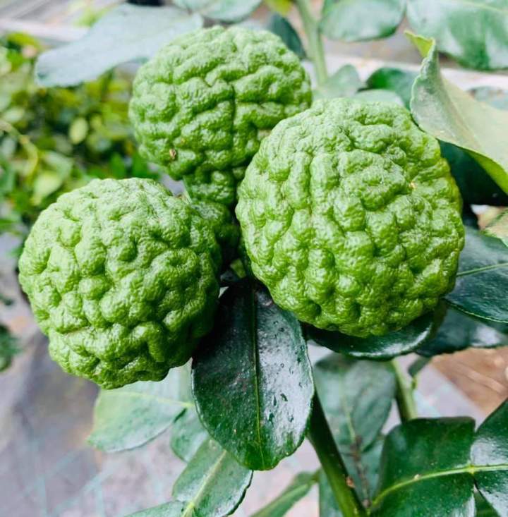 Fruit de combava La Réunion