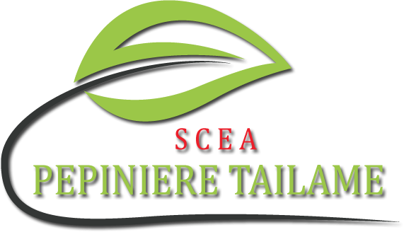 SCEA PEPINIERE TAILAME