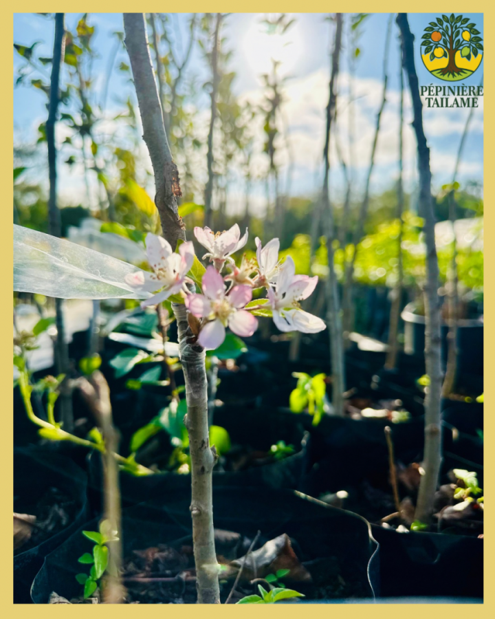 Greffage de jeune plant de pommier La Réunion