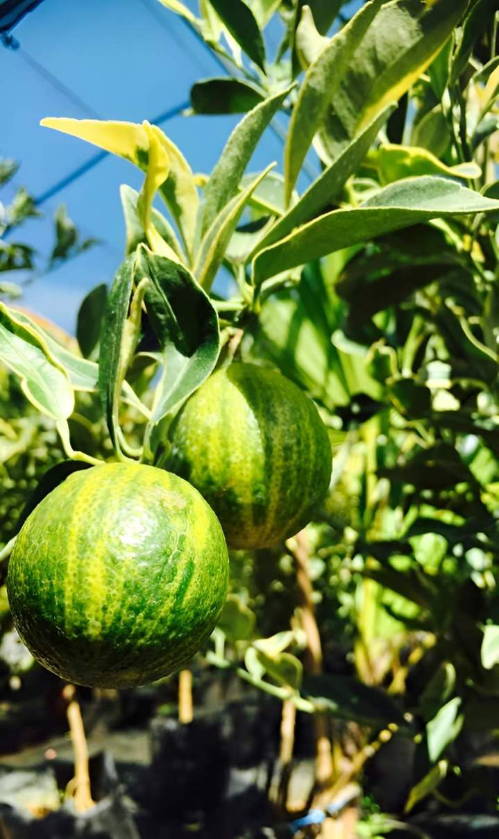 Agrume panaché La Réunion