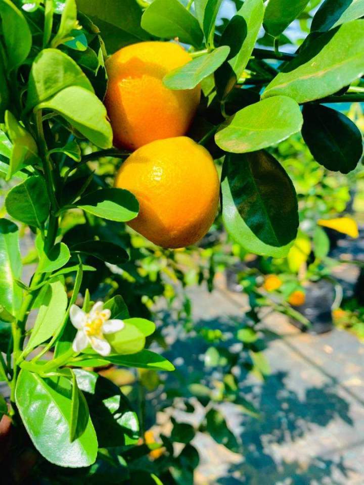 Oranger calamondin La Réunion